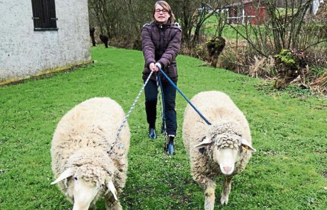 „Täglich geht Maike Schillinger mit Moritz und Lilly in Gündelbach Gassi. Das kann ganz schön anstrengend sein, denn die Schafe wollen oft woanders hin als Maike“, schreibt uns Rudi Thalhäuser zu seinem Foto.