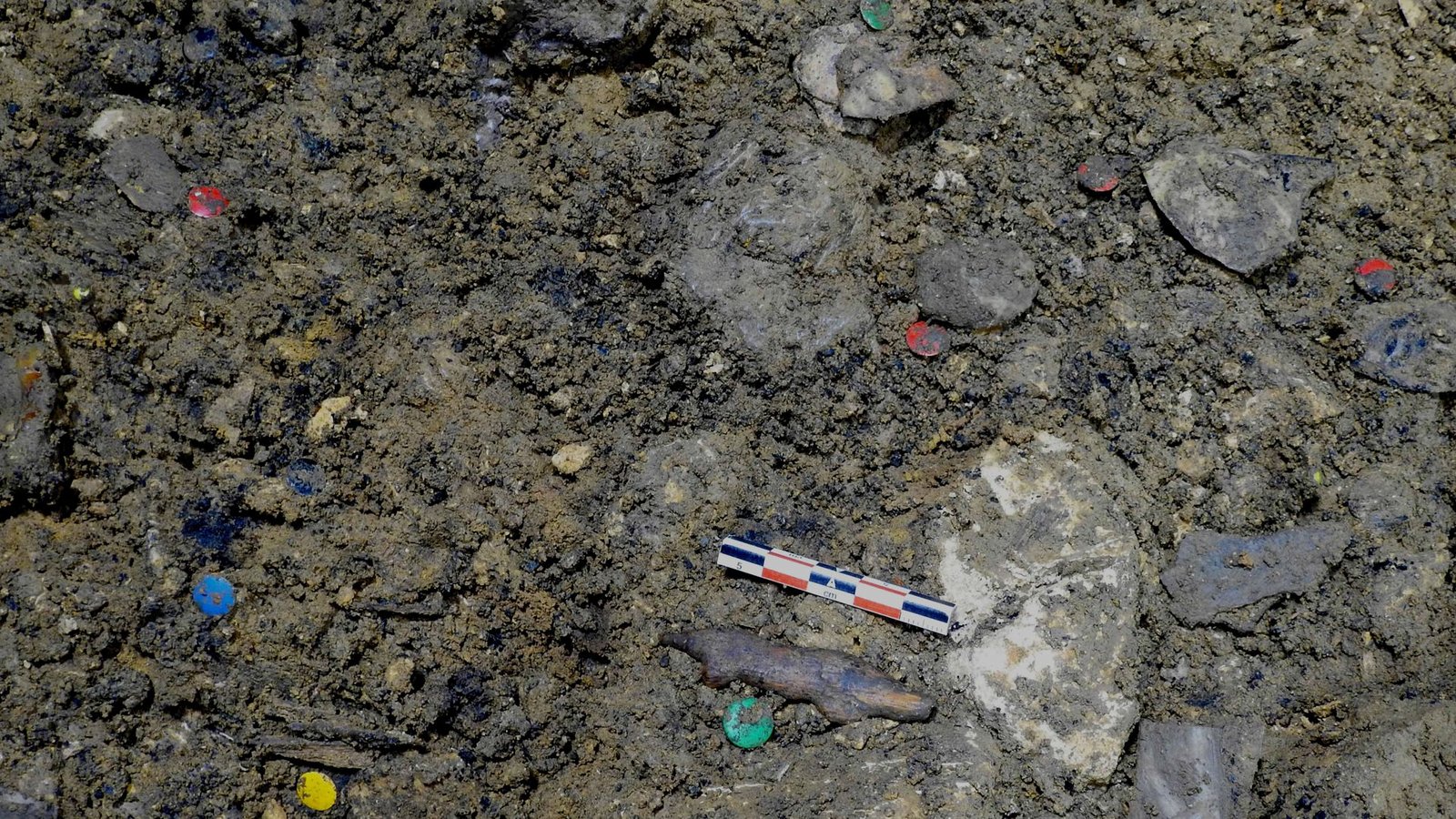 Das Elfenbeinfragment ist im rechten Bildteil als heller Fleck zu erkennen. Daneben liegt ein kleiner Maßstab.Foto: Universität Tübingen/Alexander Janas Das Elfenbeinfragment ist im rechten Bildteil als heller Fleck zu erkennen. Daneben liegt ein kleiner Maßstab.Foto: Universität Tübingen/Alexander Janas