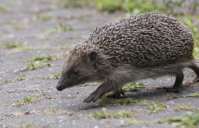 Größer als man so denkt: Igel<span class='image-autor'>Foto: NABU//Christine Kuchem</span>