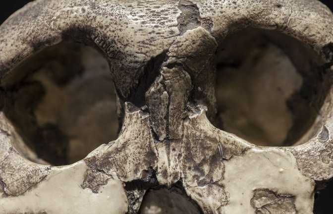Der fossile Schädel eines  Paranthropus boisei.<span class='image-autor'>Foto: Imago/Depositphotos</span>