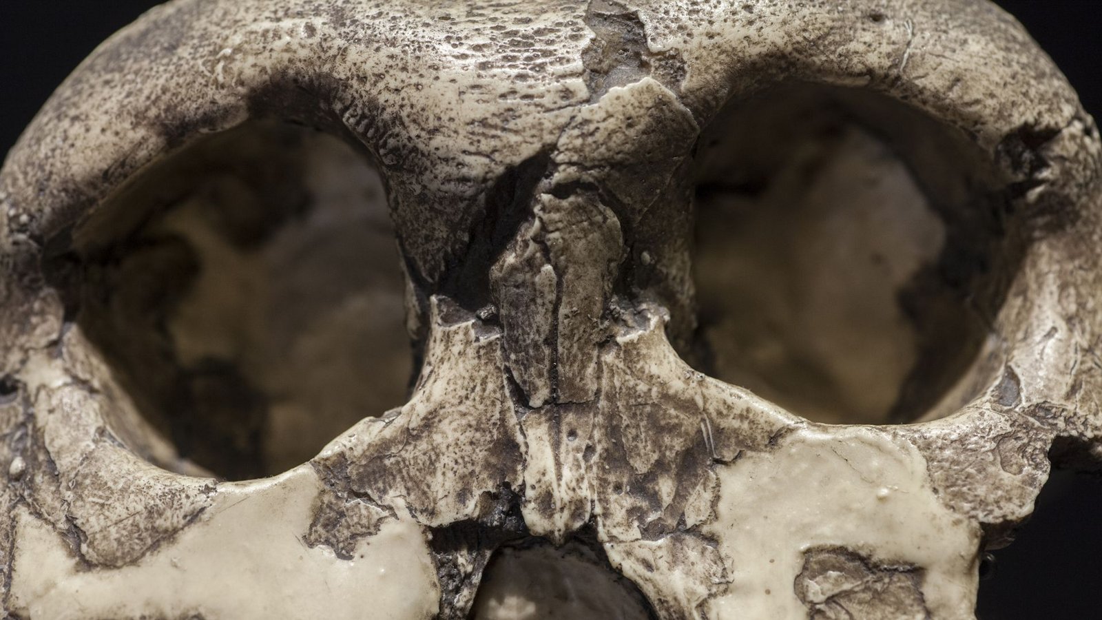Der fossile Schädel eines  Paranthropus boisei.Foto: Imago/Depositphotos