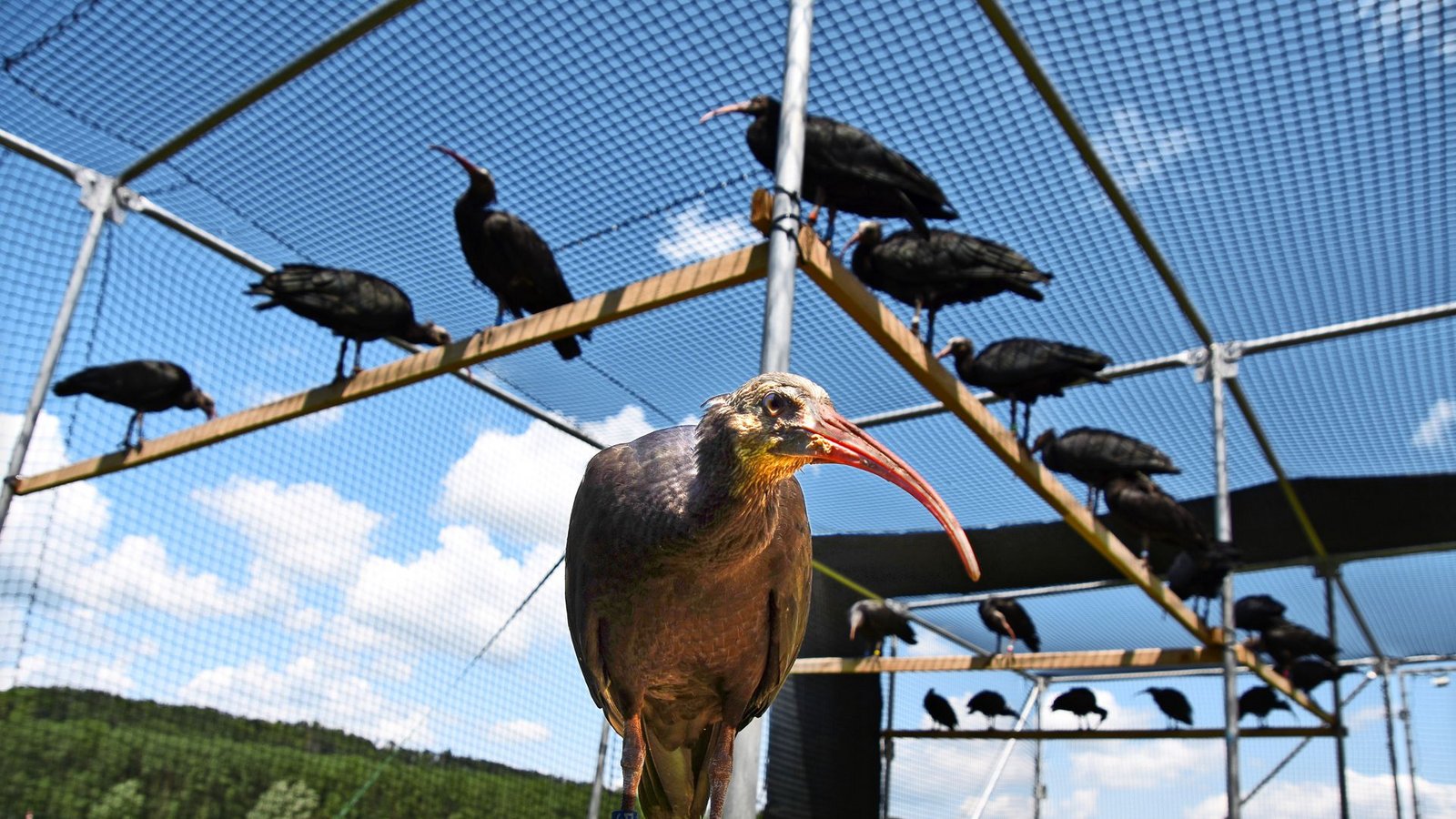 Die  Waldrappe ist ein Schreitvogel und zählt zur Familie der Ibisse und Löffler.Foto: Annette Frühauf
/Annette Frühauf