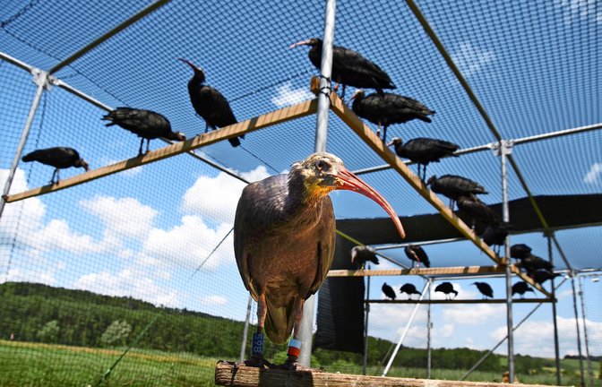 Die  Waldrappe ist ein Schreitvogel und zählt zur Familie der Ibisse und Löffler.<span class='image-autor'>Foto: Annette Frühauf
/Annette Frühauf</span>