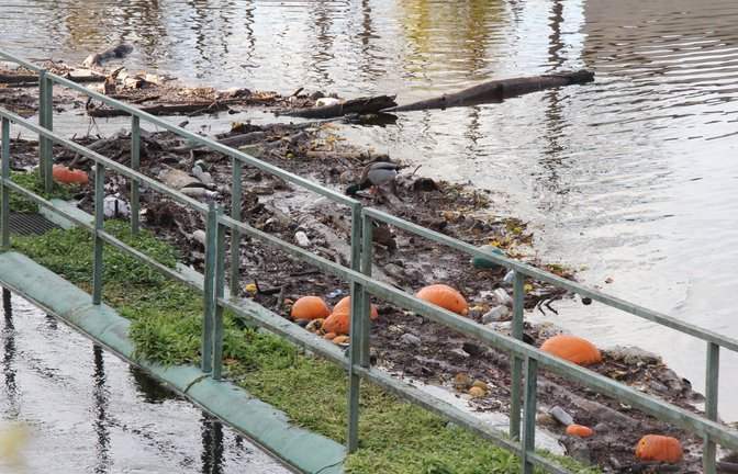 Halloween ist endgültig vorbei, wie die Kürbisschwemme auf der Enz bei Vaihingen eindrücklich beweist.  <span class='image-autor'>Foto: Banholzer</span>
