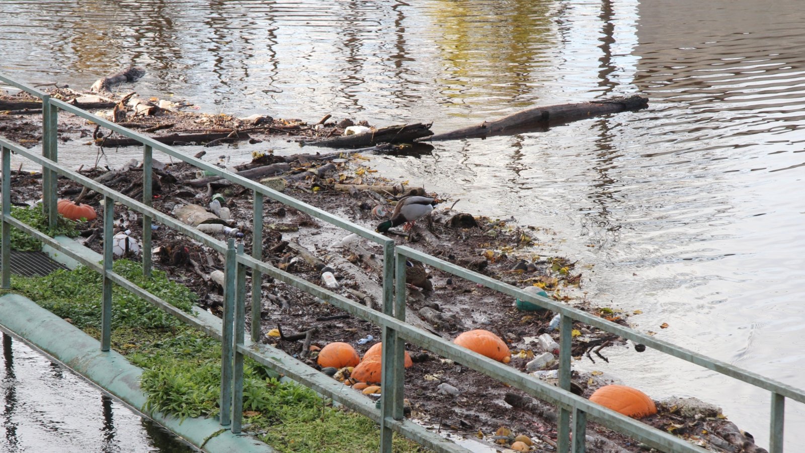 Halloween ist endgültig vorbei, wie die Kürbisschwemme auf der Enz bei Vaihingen eindrücklich beweist.  Foto: Banholzer