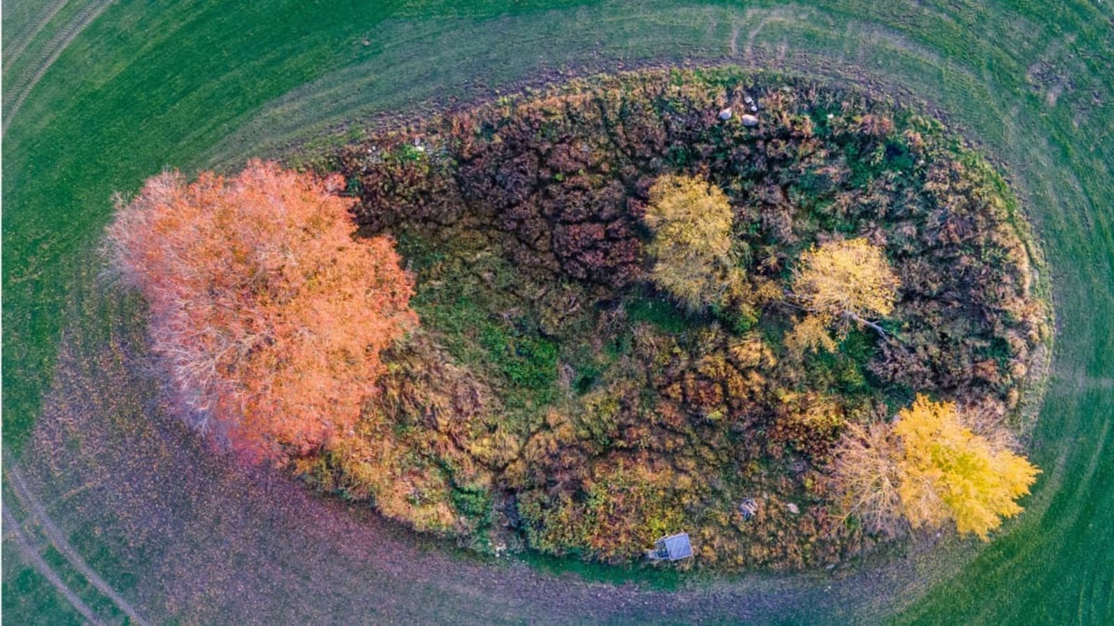 Mecklenburg-Vorpommern, Redefin: In einem sogenannten Soll auf einem Acker sind die Blätter von Bäumen und Sträuchern herbstlich gefärbt.dpa/Jens Büttner Mecklenburg-Vorpommern, Redefin: In einem sogenannten Soll auf einem Acker sind die Blätter von Bäumen und Sträuchern herbstlich gefärbt.dpa/Jens Büttner
