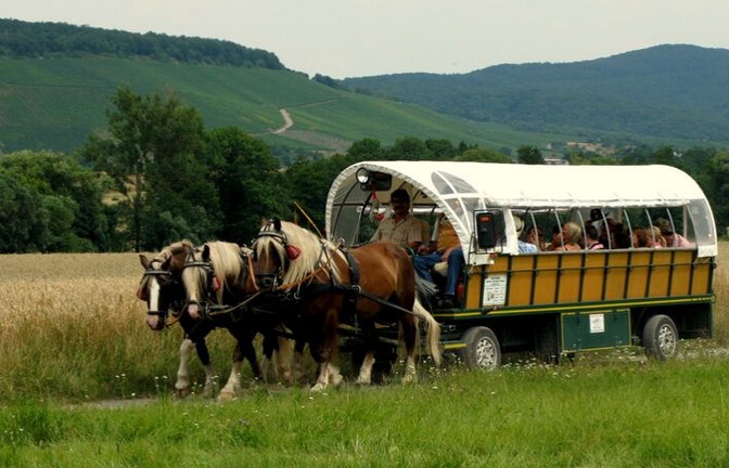 Nach einer Klosterführung in Maulbronn dürfen Teilnehmende im Pferdewagen die Landschaft bei Gündelbach genießen.  <span class='image-autor'>Foto: LE</span>