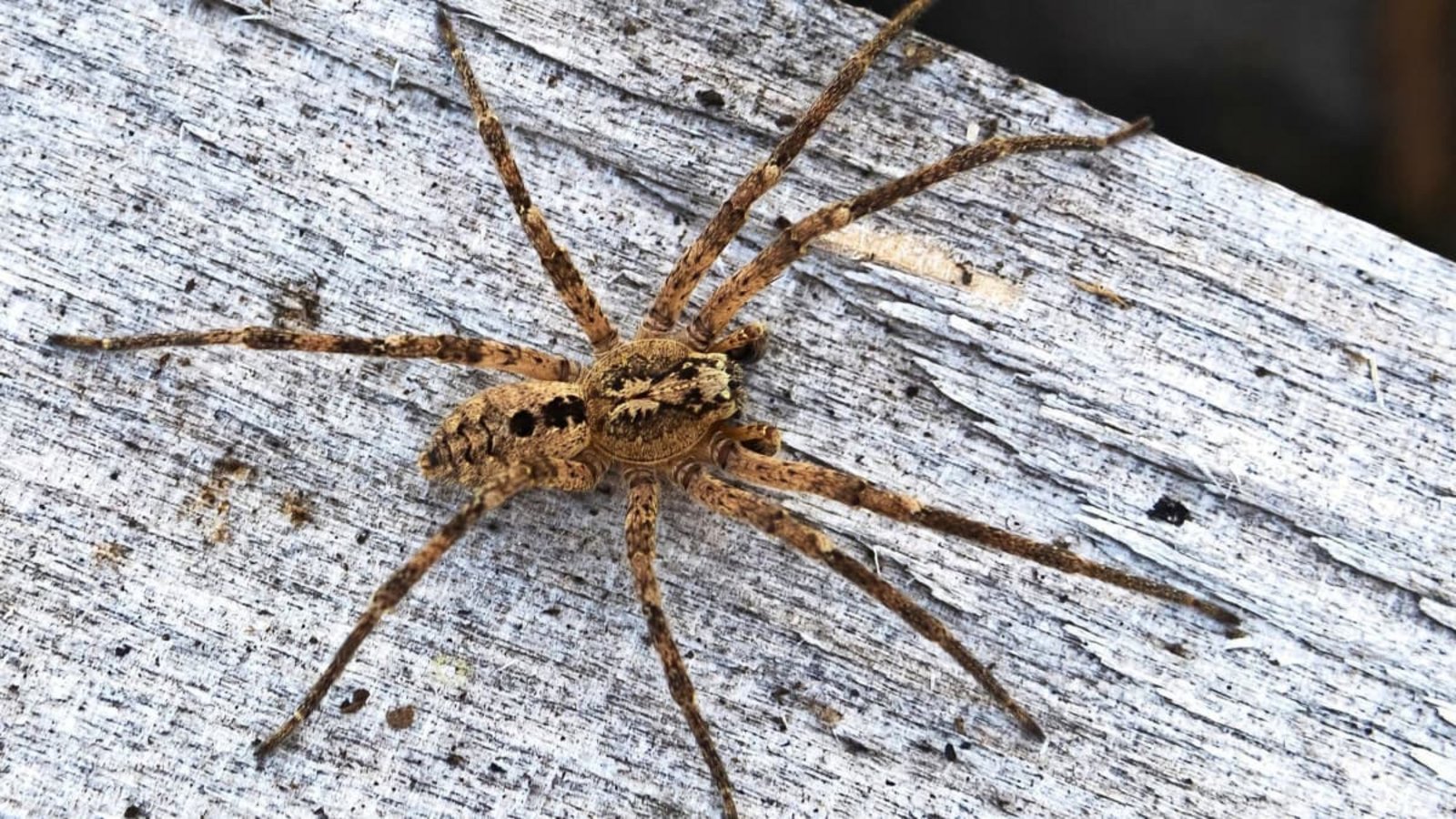 Nosferatu-Spinne auf einem Holzblock. Die Spinnenart wird in Baden-Württemberg immer häufiger gesichtet.Nabu/dpa Nosferatu-Spinne auf einem Holzblock. Die Spinnenart wird in Baden-Württemberg immer häufiger gesichtet.Nabu/dpa