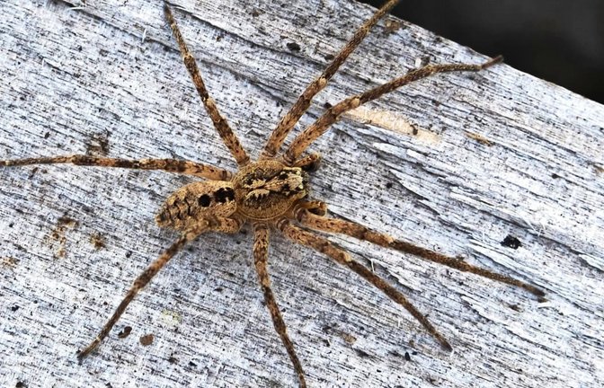 Nosferatu-Spinne auf einem Holzblock. Die Spinnenart wird in Baden-Württemberg immer häufiger gesichtet.<span class='image-autor'>Nabu/dpa</span>