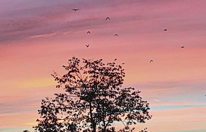 „Der frühe Vogel macht ... den Schnappschuss“, meint Hermann Rall aus Vaihingen über sein in den Morgenstunden entstandenes Foto.