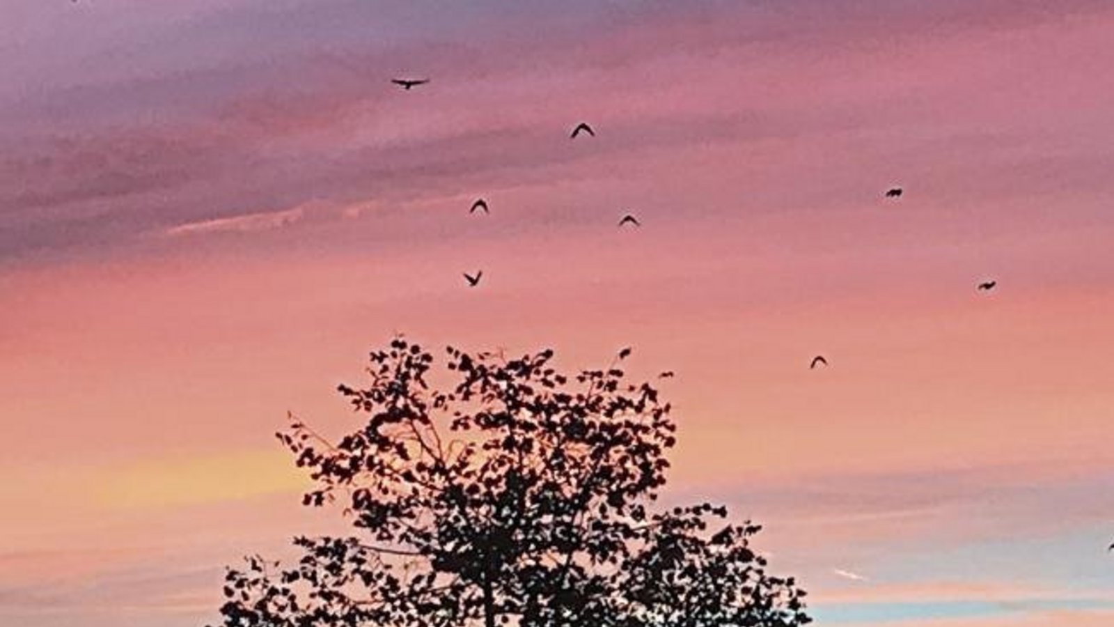 „Der frühe Vogel macht ... den Schnappschuss“, meint Hermann Rall aus Vaihingen über sein in den Morgenstunden entstandenes Foto. „Der frühe Vogel macht ... den Schnappschuss“, meint Hermann Rall aus Vaihingen über sein in den Morgenstunden entstandenes Foto.