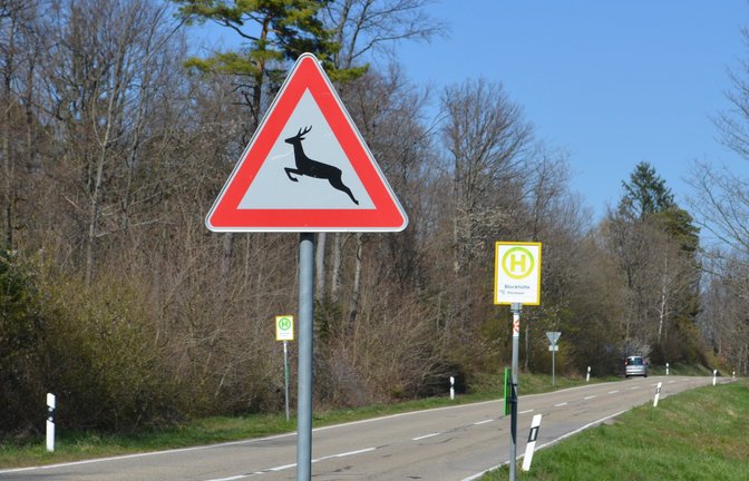 Nach der Zeitumstellung besteht erhöhte Gefahr von Wildunfällen. Deshalb ist besondere Vorsicht geboten.  <span class='image-autor'>Foto: Brenneis/LE</span>