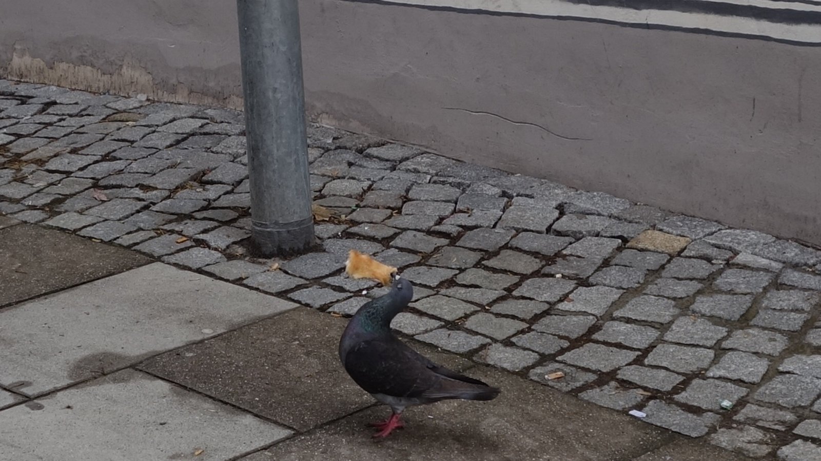 Der schönste Tag im Leben einer Vaihinger Stadttaube.  Foto: Rücker
