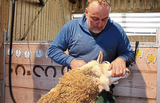 Schafscherer Tobias Desselberger nimmt dem Schaf seinen dicken Wollmantel ab, die Prozedur dauert rund zehn Minuten.  Foto: Walter
