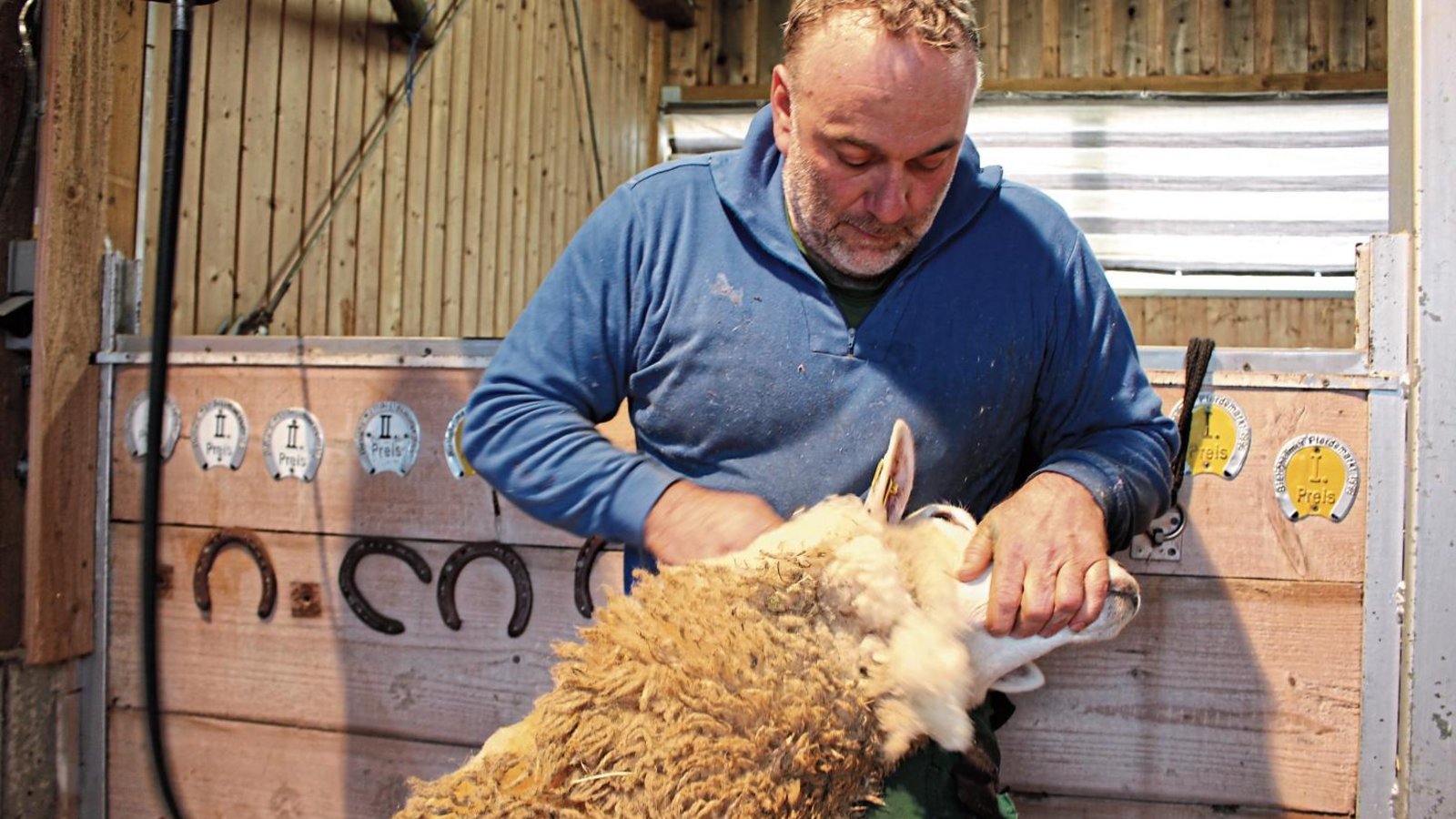 Schafscherer Tobias Desselberger nimmt dem Schaf seinen dicken Wollmantel ab, die Prozedur dauert rund zehn Minuten.  Foto: Walter