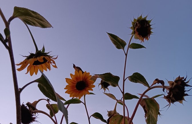 Einfach mal die Abendstimmung im Garten genießen  <span class='image-autor'>Foto: Enzkreis/ Ulrike Wolff</span>
