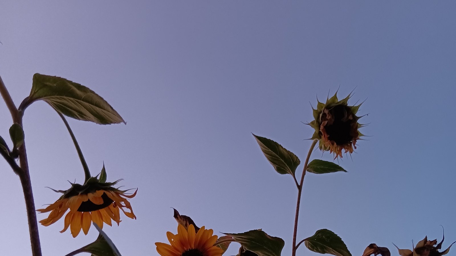 Einfach mal die Abendstimmung im Garten genießen Foto: Enzkreis/ Ulrike Wolff Einfach mal die Abendstimmung im Garten genießen Foto: Enzkreis/ Ulrike Wolff