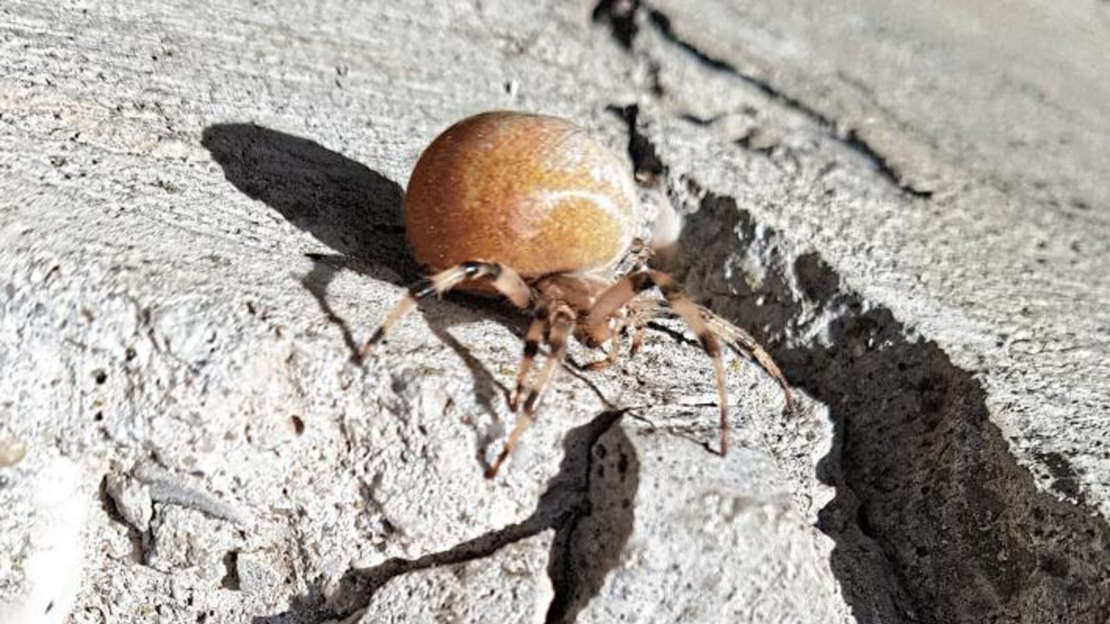 Vermutlich ein Vierfleckkreuzspinnen-Weibchen womöglich kurz vor der Eiablage hat Ramona Dunz in ihrem Garten in Gündelbach abgelichtet. Vermutlich ein Vierfleckkreuzspinnen-Weibchen womöglich kurz vor der Eiablage hat Ramona Dunz in ihrem Garten in Gündelbach abgelichtet.