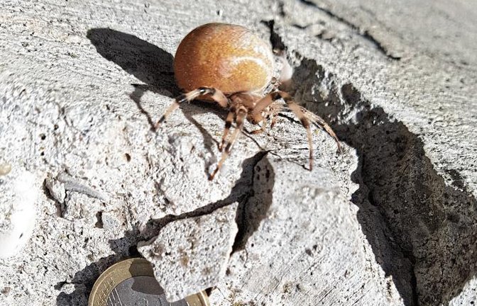 Vermutlich ein Vierfleckkreuzspinnen-Weibchen womöglich kurz vor der Eiablage hat Ramona Dunz in ihrem Garten in Gündelbach abgelichtet.