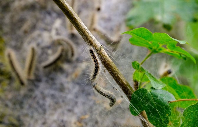 Auch in Deutschland sind giftige Tierarten beheimatet. Zu diesen zählt unter anderem der Eichenprozessionsspinner, der für Mensch und Haustier gefährlich werden kann. (Symbolbild)<span class='image-autor'>Foto: imago images/agrarmotive</span>