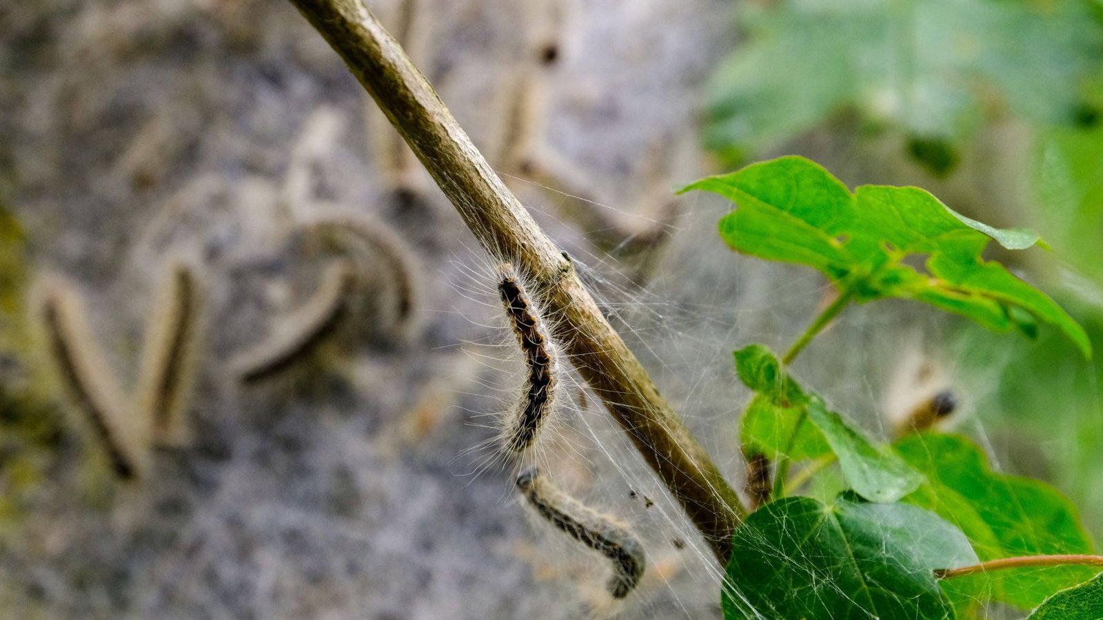 Auch in Deutschland sind giftige Tierarten beheimatet. Zu diesen zählt unter anderem der Eichenprozessionsspinner, der für Mensch und Haustier gefährlich werden kann. (Symbolbild)Foto: imago images/agrarmotive Auch in Deutschland sind giftige Tierarten beheimatet. Zu diesen zählt unter anderem der Eichenprozessionsspinner, der für Mensch und Haustier gefährlich werden kann. (Symbolbild)Foto: imago images/agrarmotive
