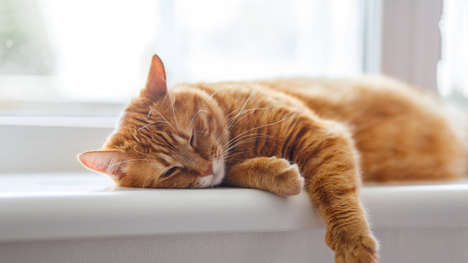 Manche Katzen schlafen bis zu 20 Stunden pro Tag.Foto: TarasBeletskiy/ Shutterstock Manche Katzen schlafen bis zu 20 Stunden pro Tag.Foto: TarasBeletskiy/ Shutterstock
