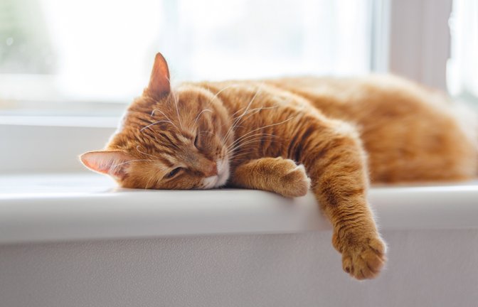 Manche Katzen schlafen bis zu 20 Stunden pro Tag.<span class='image-autor'>Foto: TarasBeletskiy/ Shutterstock</span>