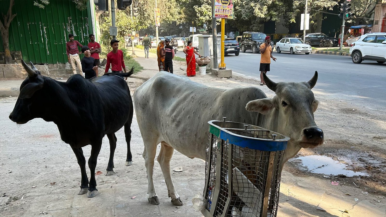 Heilige Kühe in Neu-Dehli. Sie laufen frei herum und ernähren sich hauptsächlich von Abfall.Foto: SWR/Alexander Schweitzer Heilige Kühe in Neu-Dehli. Sie laufen frei herum und ernähren sich hauptsächlich von Abfall.Foto: SWR/Alexander Schweitzer