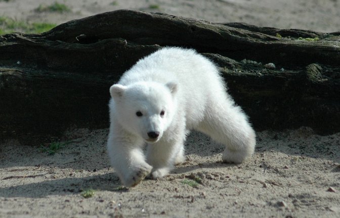 Das vielleicht berühmteste Eisbärbaby der Welt: Knut im Berliner Zoo wurde nur vier Jahre alt.<span class='image-autor'>Foto: 360b/ Shutterstock</span>