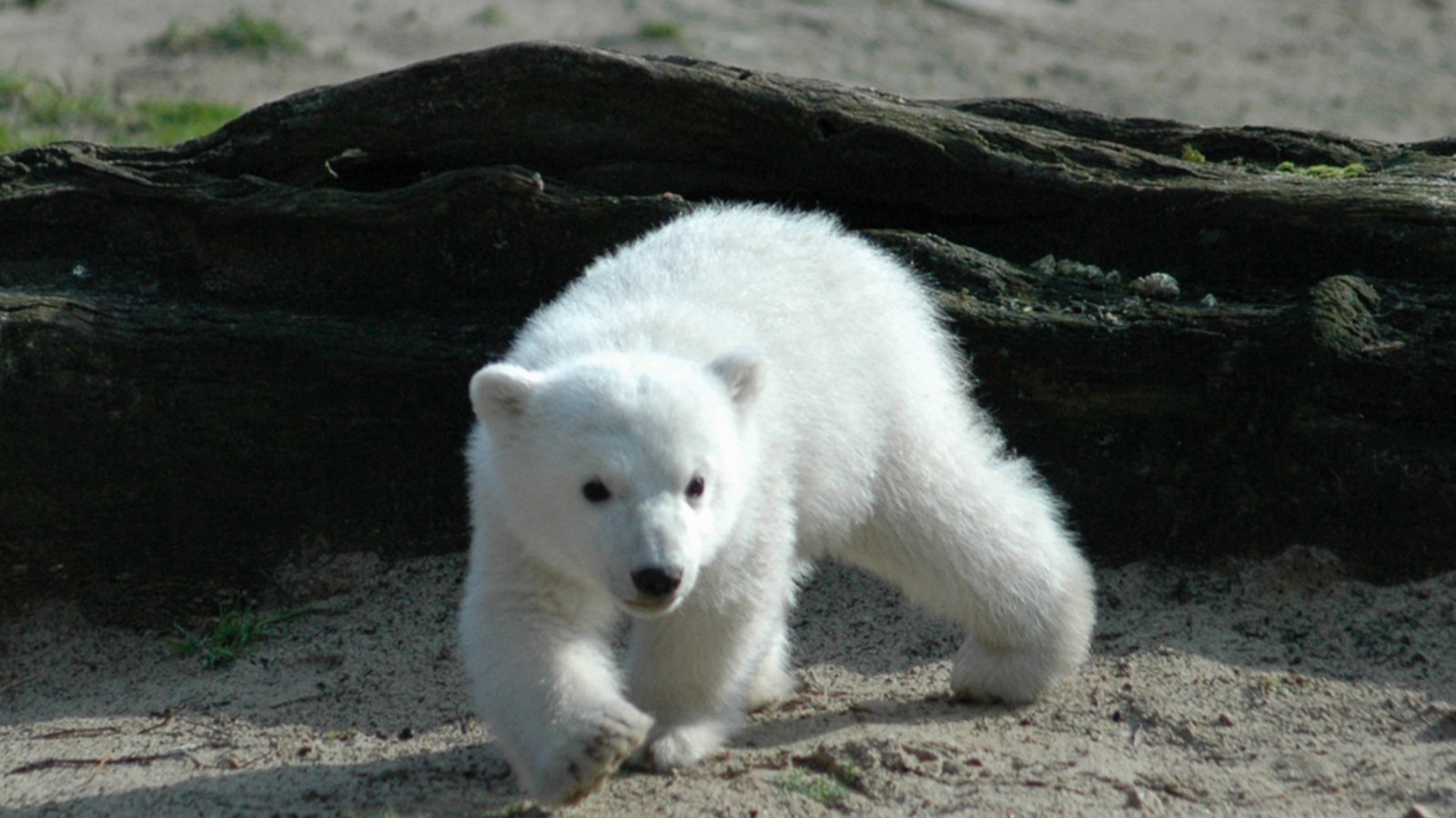 Das vielleicht berühmteste Eisbärbaby der Welt: Knut im Berliner Zoo wurde nur vier Jahre alt.Foto: 360b/ Shutterstock Das vielleicht berühmteste Eisbärbaby der Welt: Knut im Berliner Zoo wurde nur vier Jahre alt.Foto: 360b/ Shutterstock