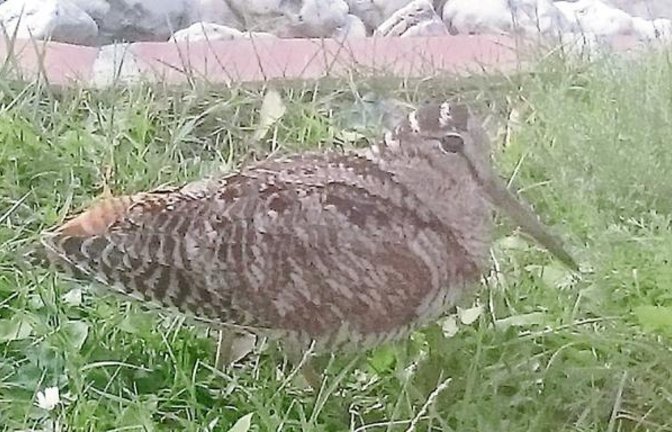 Sagenhaft: Im Großglattbacher Hausgarten tummelt sich eine Waldschnepfe.  Fotos: Zanker