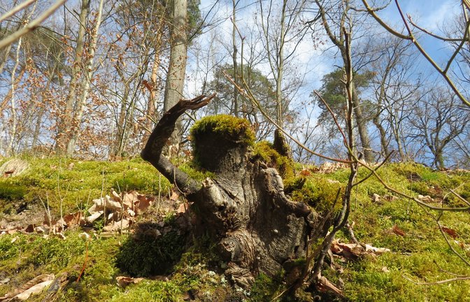 Diesen Waldgeist habe sie beim Spaziergang am Horrheimer See entdeckt, schreibt Verena Hofmann zu ihrem winkenden Wesen.