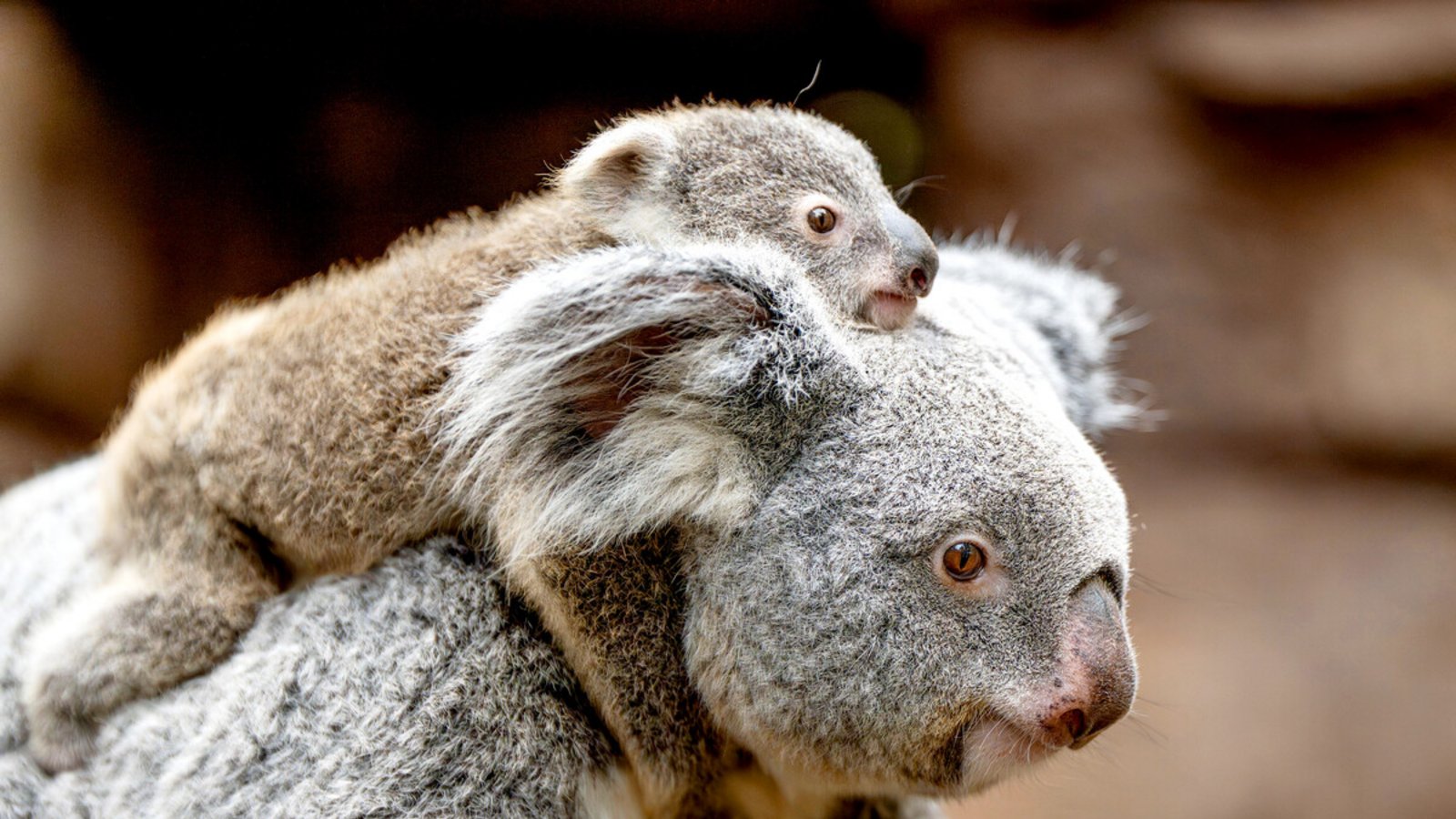 Koala-Weibchen Auburn mit ihrer Tochter in der Wilhelma.Foto: Wilhelma/Birger Meierjohann