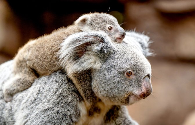 Koala-Weibchen Auburn mit ihrer Tochter in der Wilhelma.<span class='image-autor'>Foto: Wilhelma/Birger Meierjohann</span>