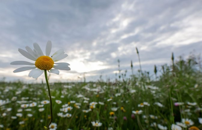 Im Südwesten beginnt die Woche vielerorts wechselns bewölkt.<span class='image-autor'>Foto: Thomas Warnack/dpa/Thomas Warnack</span>