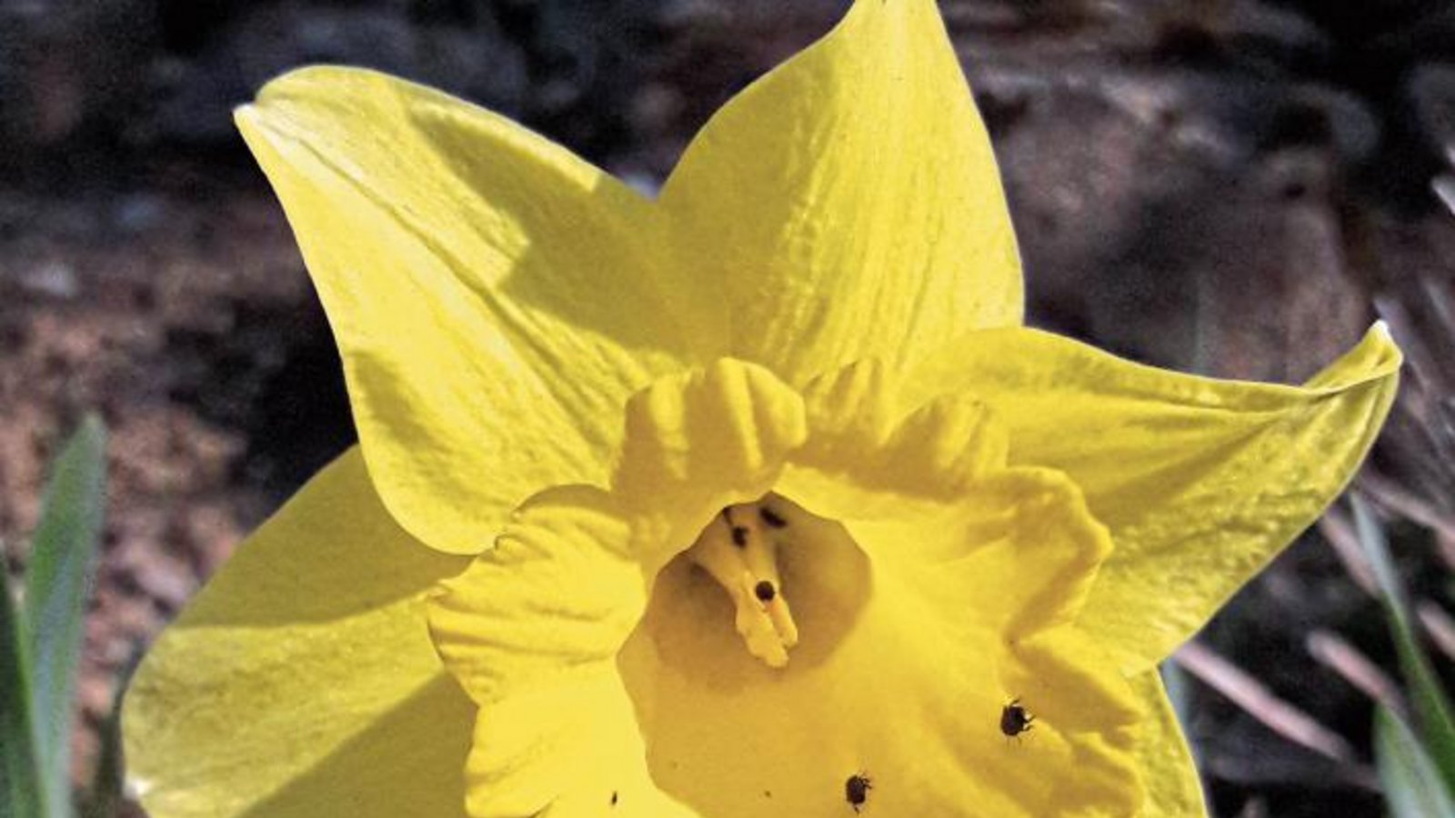 Es ist vermutlich der Rapsglanzkäfer, der die gelben Narzissen zurzeit unwiderstehlich findet, sich dort an Pollen labt, ansonsten wohl für die Osterglocke harmlos ist. Im Rapsfeld kann es durch das Anknabbern von Knospen zu Schäden kommen. Foto: Rücker Es ist vermutlich der Rapsglanzkäfer, der die gelben Narzissen zurzeit unwiderstehlich findet, sich dort an Pollen labt, ansonsten wohl für die Osterglocke harmlos ist. Im Rapsfeld kann es durch das Anknabbern von Knospen zu Schäden kommen. Foto: Rücker