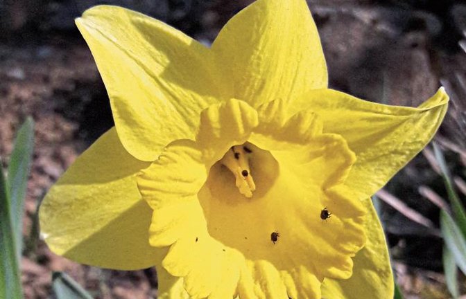 Es ist vermutlich der Rapsglanzkäfer, der die gelben Narzissen zurzeit unwiderstehlich findet, sich dort an Pollen labt, ansonsten wohl für die Osterglocke harmlos ist. Im Rapsfeld kann es durch das Anknabbern von Knospen zu Schäden kommen.  Foto: Rücker