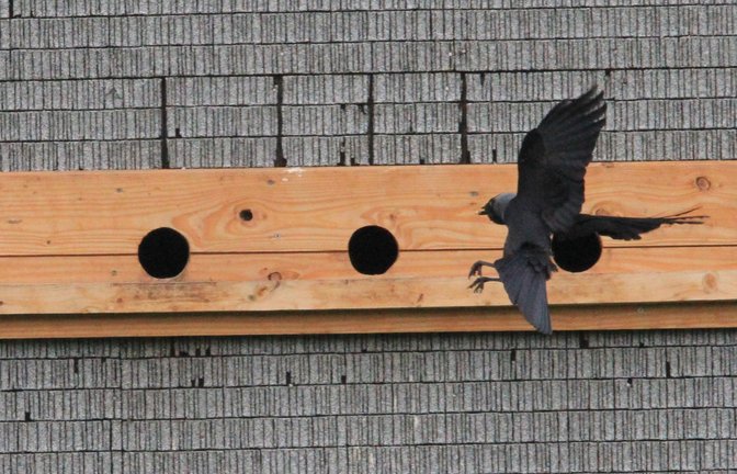 Dohle im Flug.