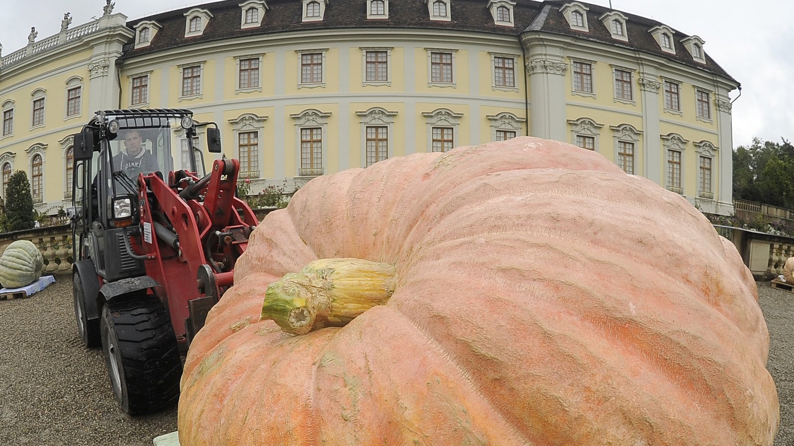 Dicke Dinger: das Kürbiswiegen in Ludwigsburg. Archivfoto: p Dicke Dinger: das Kürbiswiegen in Ludwigsburg. Archivfoto: p