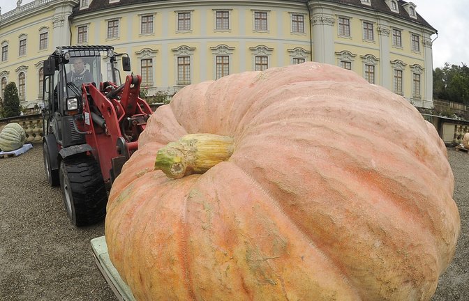 Dicke Dinger: das Kürbiswiegen in Ludwigsburg.  Archivfoto: p