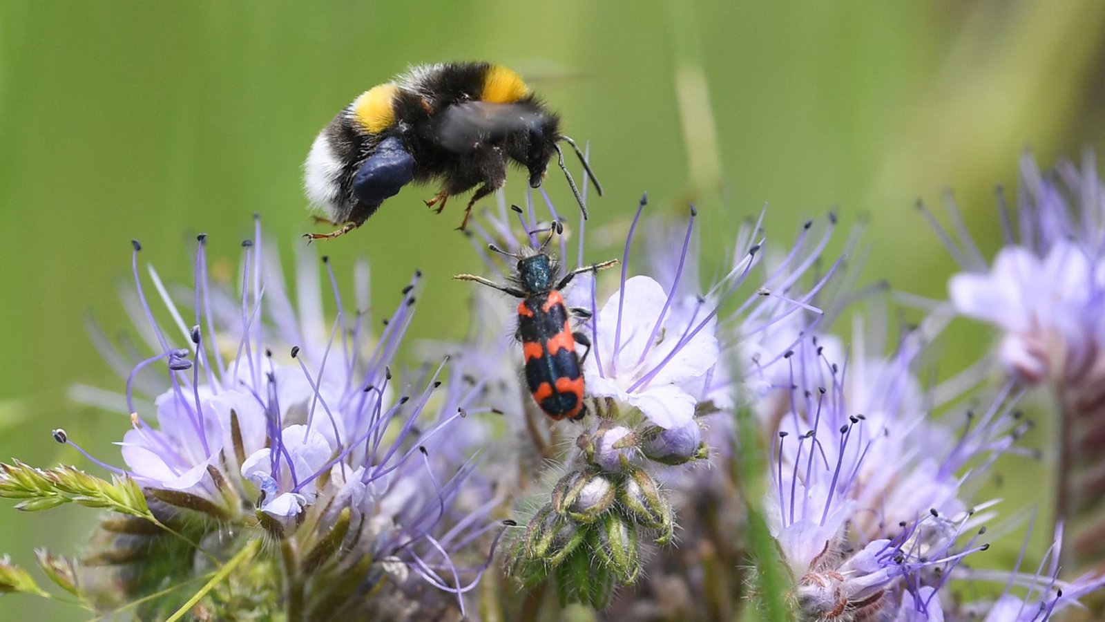 Blühstreifen sind im Prinzip gut für die Natur – aber wenn sie nur für ein Jahr angelegt werden, können sie sich zu Todesfallen entwickeln.Foto: dpa/Arne Dedert Blühstreifen sind im Prinzip gut für die Natur – aber wenn sie nur für ein Jahr angelegt werden, können sie sich zu Todesfallen entwickeln.Foto: dpa/Arne Dedert