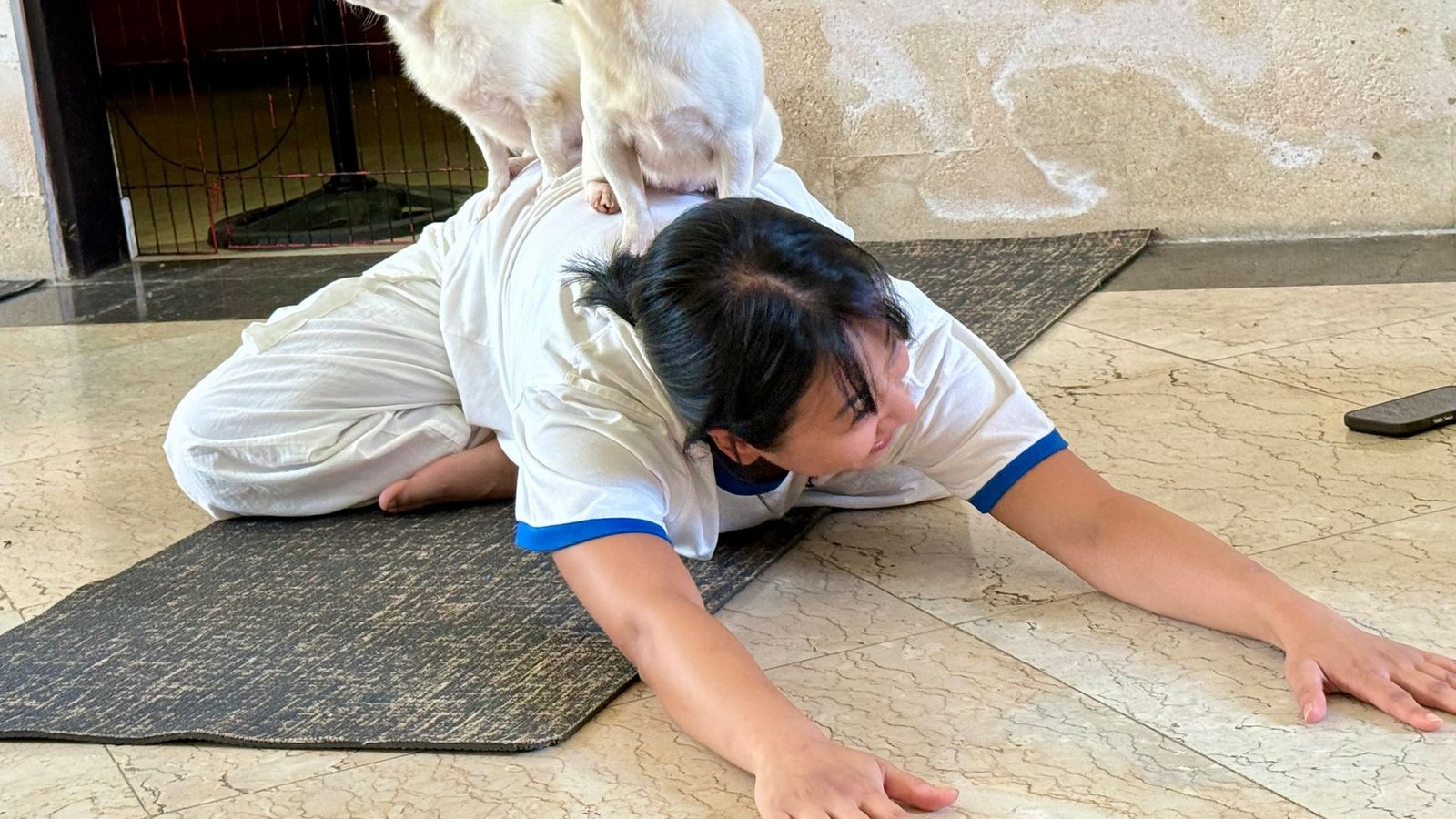 Fast sieht es aus, als hätten die kleinen Hunde selbst eine Yogapose eingenommen.Foto: Carola Frentzen/dpa Fast sieht es aus, als hätten die kleinen Hunde selbst eine Yogapose eingenommen.Foto: Carola Frentzen/dpa