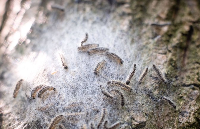 Die Härchen können für Mensch und Tier gefährlich sein.<span class='image-autor'>Foto: IMAGO/Robert Poorten</span>