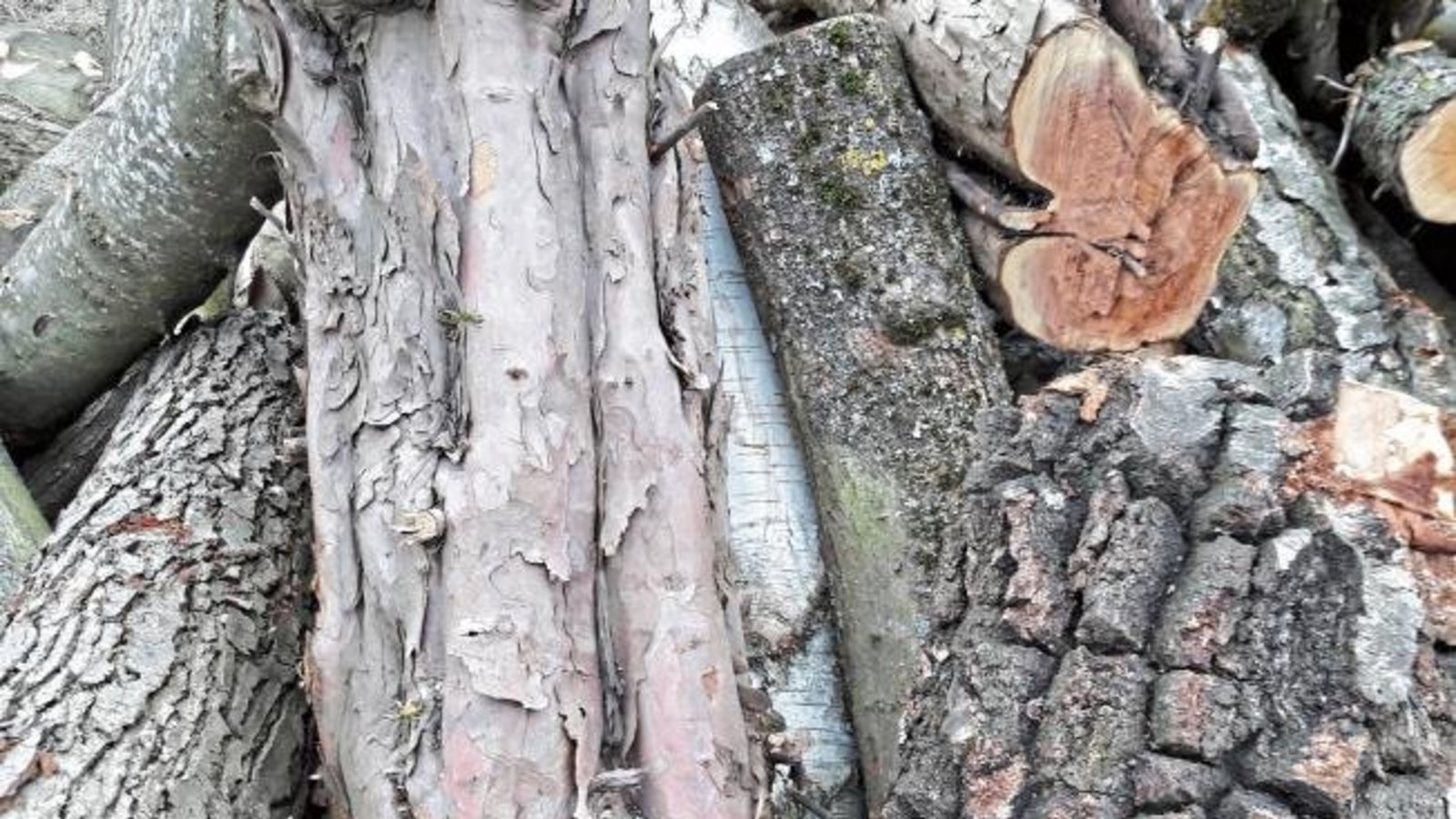 Kleine Borkenkunde: Buche, Kiefer , Platane, Birke, Eiche? Egal, Hauptsache warm. Gesehen im Kreuzbachtal. Foto: Rücker Kleine Borkenkunde: Buche, Kiefer , Platane, Birke, Eiche? Egal, Hauptsache warm. Gesehen im Kreuzbachtal. Foto: Rücker