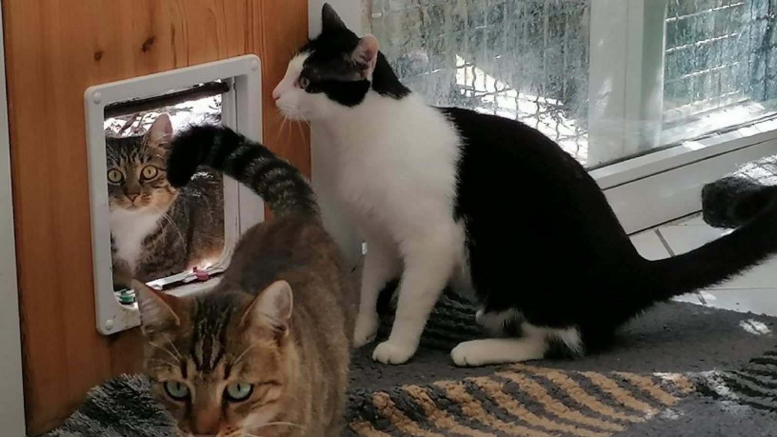 Wer nimmt uns? Katzen bereit zur Vermittlung. Wer nimmt uns? Katzen bereit zur Vermittlung.
