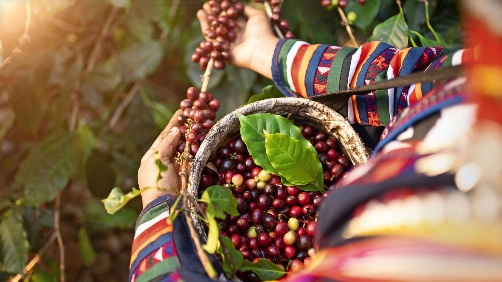 In jeder roten Kirschen befinden sich zwei Kaffeebohnen, jeweils umschlossen von einer Schutzhaut.Foto: Adobe Stock/sirisakboakaew In jeder roten Kirschen befinden sich zwei Kaffeebohnen, jeweils umschlossen von einer Schutzhaut.Foto: Adobe Stock/sirisakboakaew