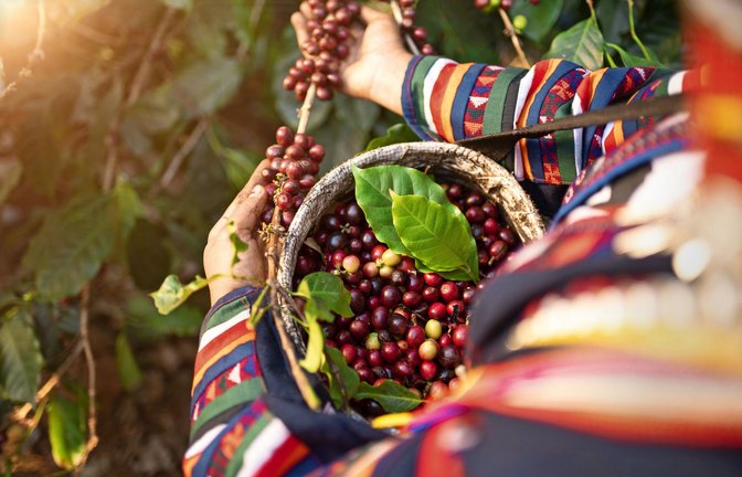 In jeder roten Kirschen befinden sich zwei Kaffeebohnen,  jeweils umschlossen von einer Schutzhaut.<span class='image-autor'>Foto: Adobe Stock/sirisakboakaew</span>