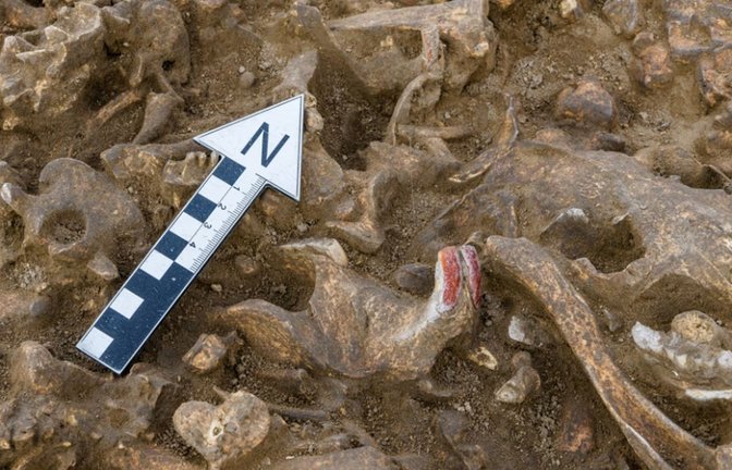 Die Biberzähne sind deutlich an ihrer typischen orange bis rötlich-braunen Färbung erkennbar.<span class='image-autor'>Foto: Landesamts für Denkmalpflege und Archäologie Sachsen-Anhalt/Klaus Bentele</span>