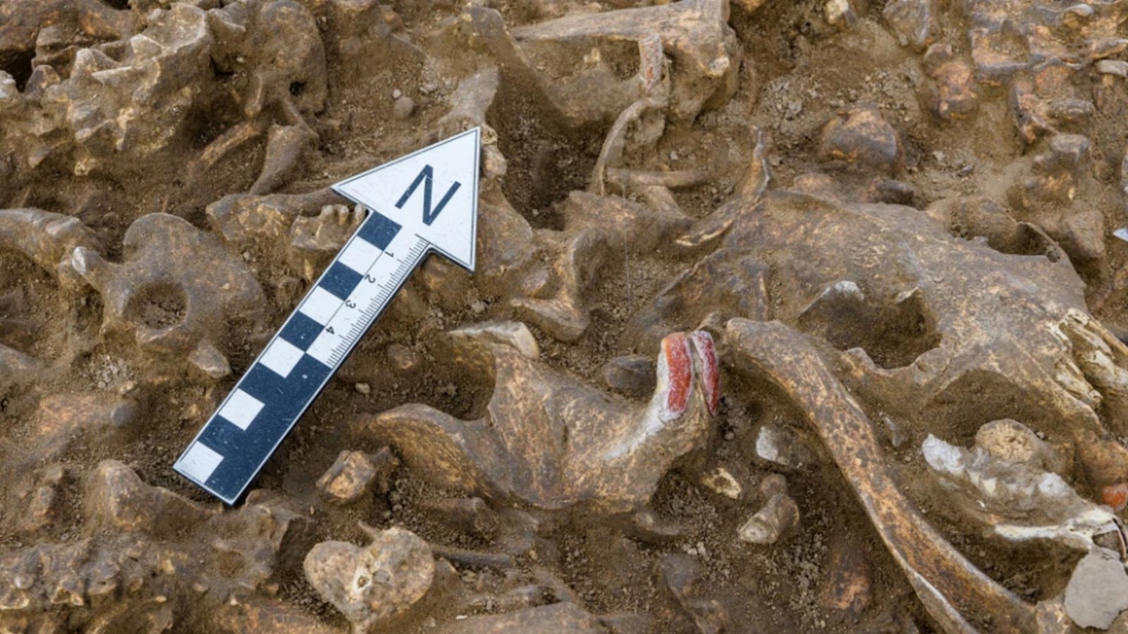 Die Biberzähne sind deutlich an ihrer typischen orange bis rötlich-braunen Färbung erkennbar.Foto: Landesamts für Denkmalpflege und Archäologie Sachsen-Anhalt/Klaus Bentele