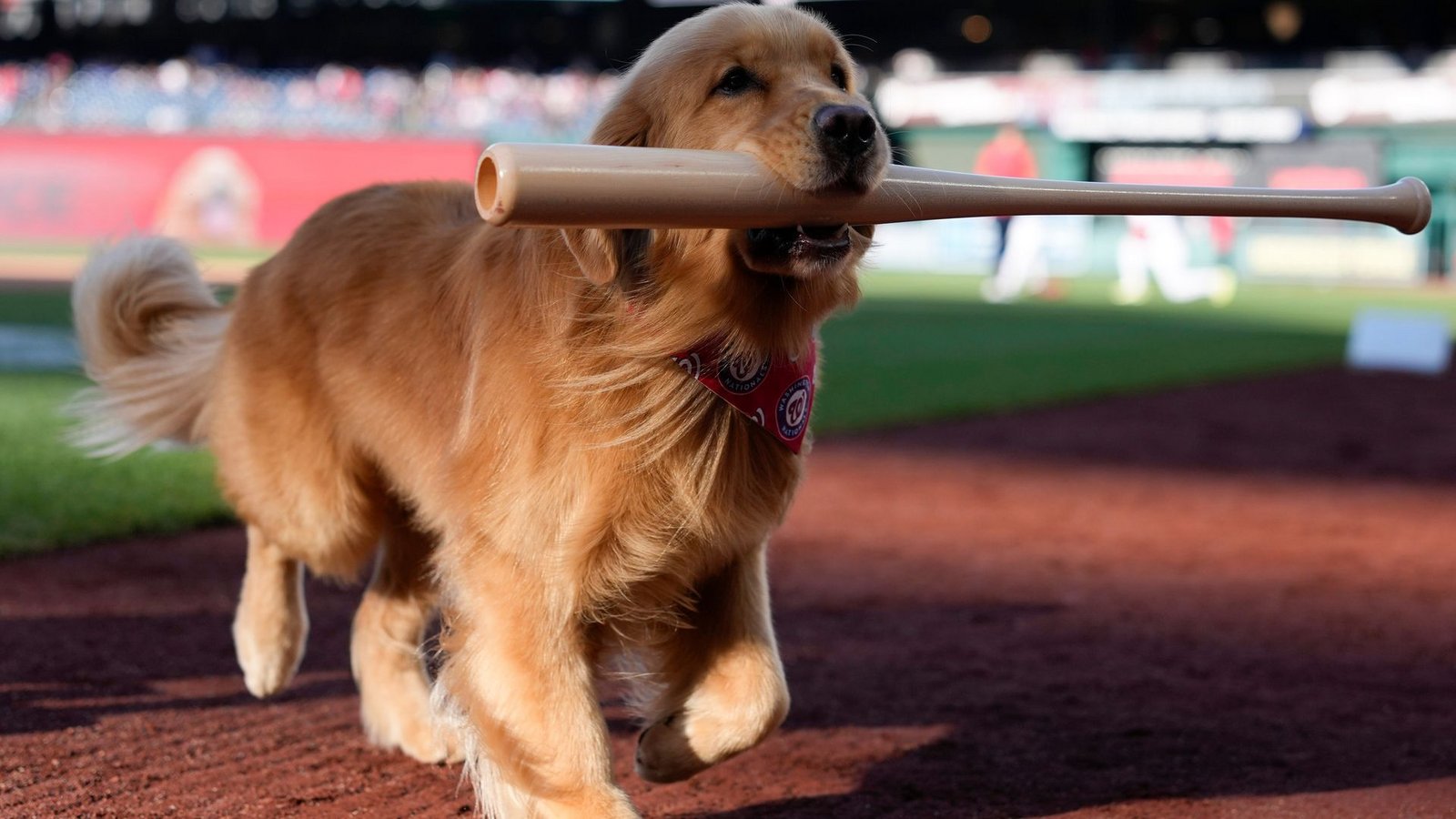 Bruce, der „Bat Dog“, führt vor einem Baseballspiel den zeremoniellen ersten Ballwurf durch.Foto: Jess Rapfogel/AP/dpa Bruce, der „Bat Dog“, führt vor einem Baseballspiel den zeremoniellen ersten Ballwurf durch.Foto: Jess Rapfogel/AP/dpa